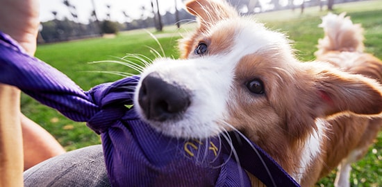 A dog playing tug of war with its owner.
